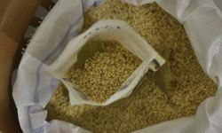 Diyarbakır’dan dünyaya: Karacadağ pirinci Amerika ve Avrupa pazarında