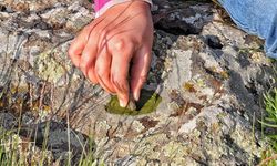 Diyarbakır'da yılların geleneği yaşatılıyor: Yosun, kınaya rakip