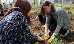Diyarbakır’ın kent bostanı kuruldu: Kadınlara iş kapısı olacak