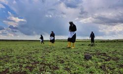 Her tarlaya 7 yılda bir ekiliyor: Karacadağ pirincinde ekim zamanı