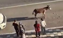 Diyarbakır’da aracın çarptığı eşeğin akıbeti belli oldu!