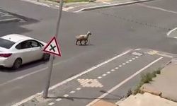 Diyarbakır'da kurbanlık kaçtı, trafiğin altını üstüne getirdi