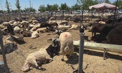 Diyarbakır'da kurbanlık mesaisi başladı: İşte kesim ücreti