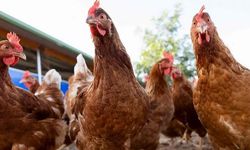 Beyaz et sektörüne operasyon: 13 tavuk devine kayyum atandı