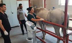 Dicle Üniversitesi'nden şampiyon ata fizik tedavi: 24 birinciliği var