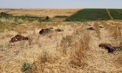 Diyarbakır’da göletten su içen 61 hayvan öldü: İddialar vahim!