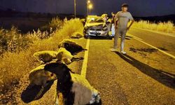 Diyarbakır’da otomobil sürüye daldı, 10 koyun öldü!