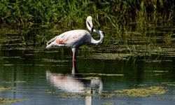 Diyarbakır'da flamingo sürprizi: İlk kez görüntülendi