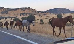 Diyarbakır’da yaban atları yola indi: İşte adresi!