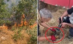 Diyarbakır'da yürek ısıtan görüntü: Kaplumbağayı itfaiye kurtardı
