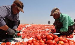 Diyarbakır’ın güneşinde kuruyor: Karacadağ domatesi dünya pazarında