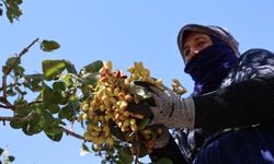 Diyarbakır'da ‘yeşil altın’ hasadı: Sıcaklık 45, hissedilen 50 derece!