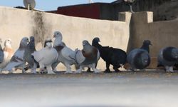 Diyarbakır’ın özgün güvercin oteli yeniden açıldı