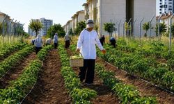 Topraktan ekonomiye: Diyarbakır’da kadınların bostan mesaisi