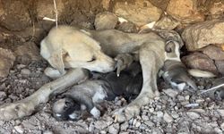 Diyarbakır Sur'da yürek ısıtan kurtarma: Vatandaş yardımına koştu