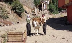 Diyarbakır’da ata tohumu domatesle dolan meydan: Kilosu 20 TL’den başlıyor