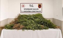 Diyarbakır'da 144 bin kök kenevir ele geçirildi