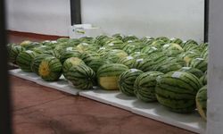 Ünlü Diyarbakır Karpuzları festivale hazırlanıyor!