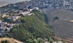 Diyarbakır’a kardeş şehirde tek başına çorak araziyi orman yaptı