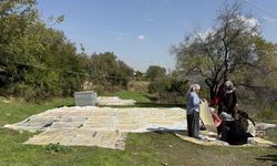 Diyarbakır'da bağ bozumu: Üzümler pestile dönüşüyor!