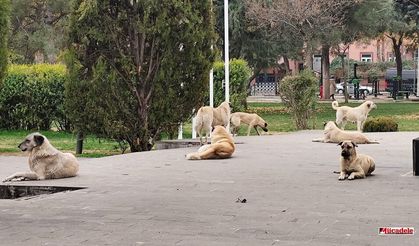 Diyarbakır’da kuduz alarmı: Pozitif çıktı, mahalleli tedirgin!