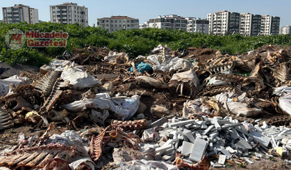 Diyarbakır’da kan donduran görüntü: Kaçak at mı kesiliyor?