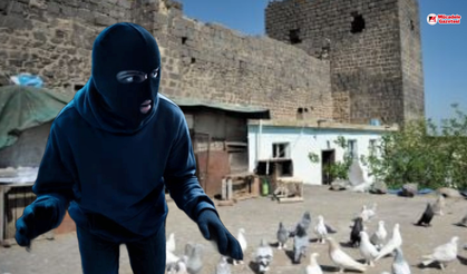 Diyarbakır’da kuşbazların huzuru kaçtı: Hırsız kümesi boşalttı!