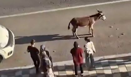 Diyarbakır’da aracın çarptığı eşeğin akıbeti belli oldu!