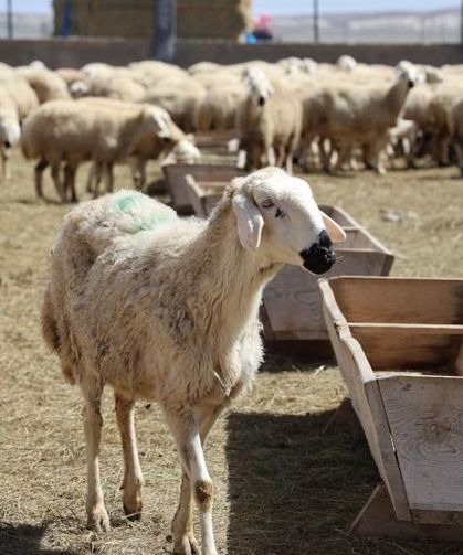 42 bin lira maaş, dayalı döşeli eve karşılık çoban bulunamıyor