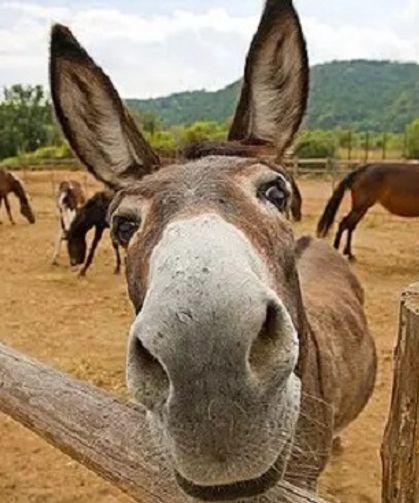TÜİK açıkladı: Türkiye'de eşek sayısı yüzde 81 azaldı!