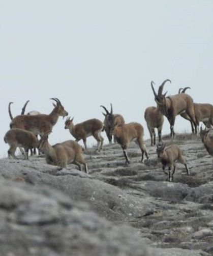Diyarbakır'da sürü halinde ortaya çıktılar: O anlar kamerada!