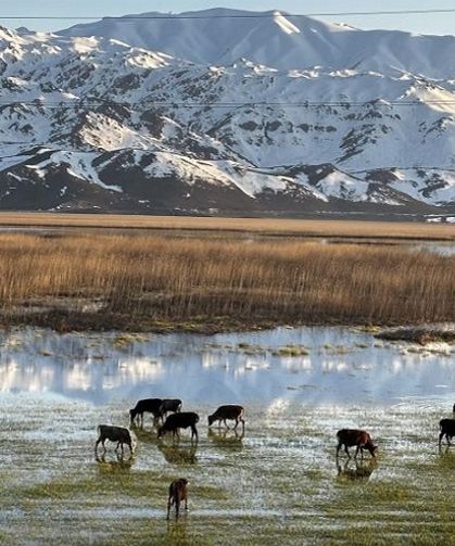 Nehil Sazlığı Afrika’daki bufalo sürüsünü andırıyor