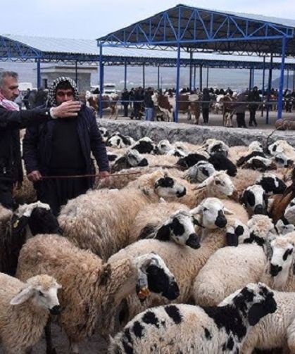 1 milyon hayvan ahırda rehin kaldı: Diyarbakır’ı da etkiliyor!
