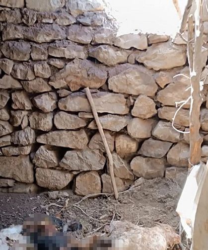 Diyarbakır’da ahırdan çıkan hayvan şaşırttı: Meğerse…