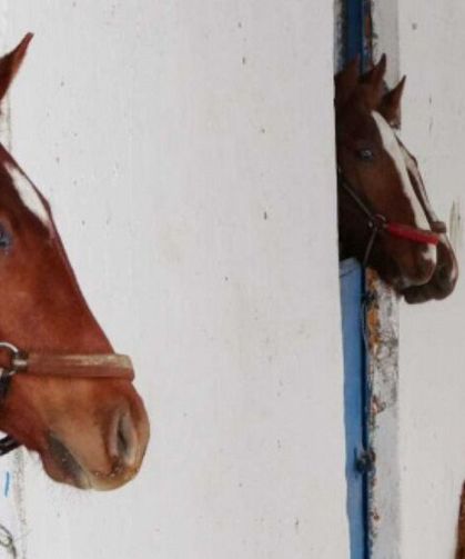 Diyarbakır’da bir kişi at tarafından ısırıldı, ağır yaralandı