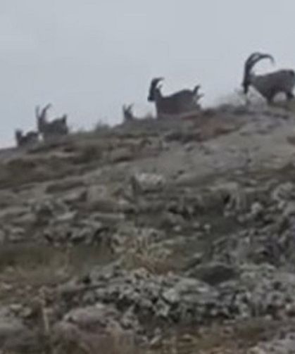 Nesli yok olma tehlikesi altındaydı: Diyarbakır’da ortaya çıktılar!