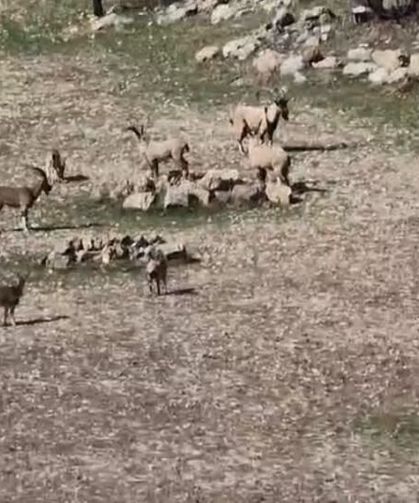 Diyarbakır'da nüfusu hızla artıyor: Sürü halinde görüldü, cezası 940 bin TL
