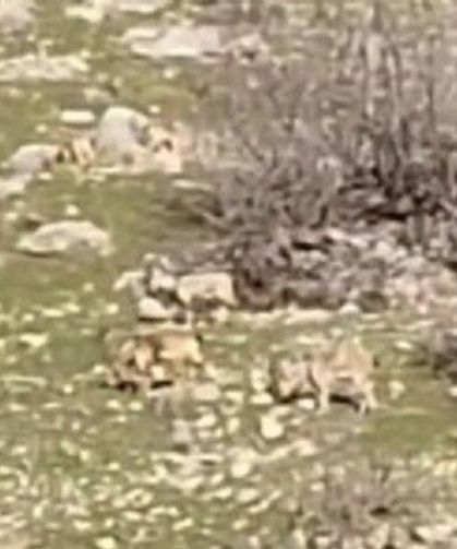 Diyarbakır’da gören şaştı: Sürü halinde yiyecek aradılar!