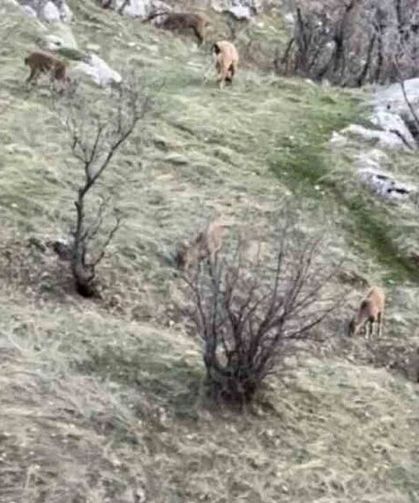 Nesli tükeniyor! Diyarbakır’da sürüsü tekrar ortaya çıktı