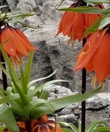 Sadece 20 günlük ömrü var: Diyarbakır’da bu çiçeği koparmanın cezası 700 bin TL!