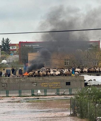 Siirt’i sel vurdu: Araçlar sularda kayboldu, onlarca hayvan öldü!