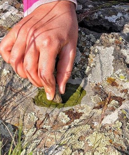 Diyarbakır'da yılların geleneği yaşatılıyor: Yosun, kınaya rakip