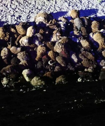 Iğdır’da arı saldırısı felakete dönüştü: Yüzlerce koyun öldü, yaralılar var!