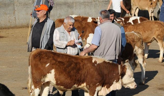 Türkiye’deki hayvan pazarları kapatıldı: Şap hastalığı nedir, insana geçer mi?