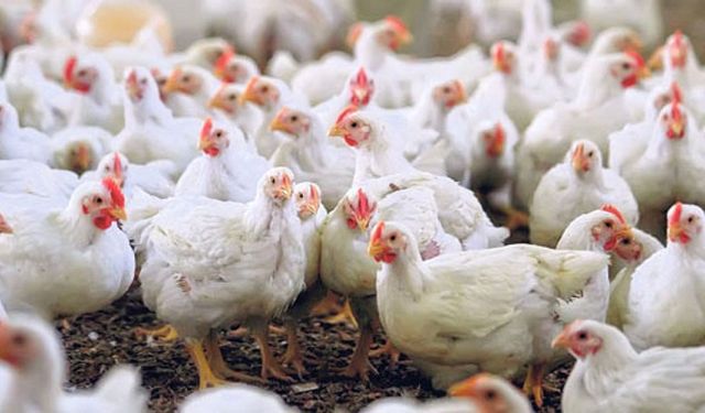 Kasaplar Federasyonu'ndan tavuk ihracatı açıklaması