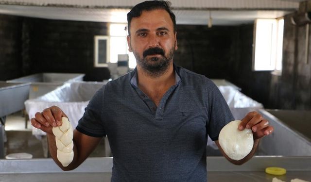 Diyarbakır’da günde 8 ton sütten 1 ton peynir üretiyorlar