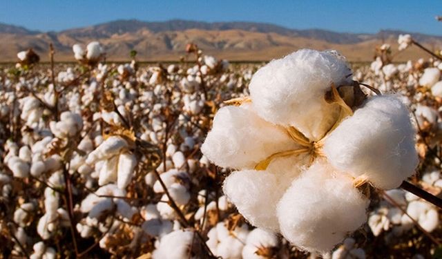 Adıyaman’da pamuk hasadı başladı