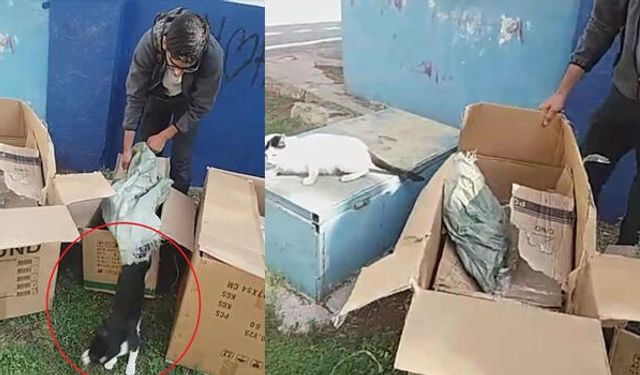 Diyarbakır’da akıl almaz olay: Kedileri poşete koydu