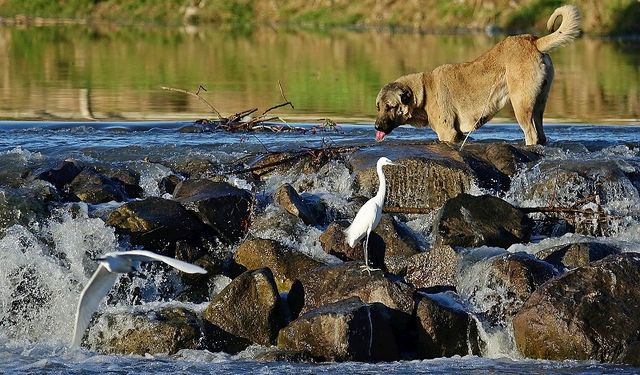 Görüntüler Diyarbakır’dan: Köpek yolunu kaybetti