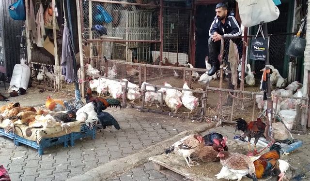 İşte Diyarbakır’da kanatlı hayvanların fiyatları